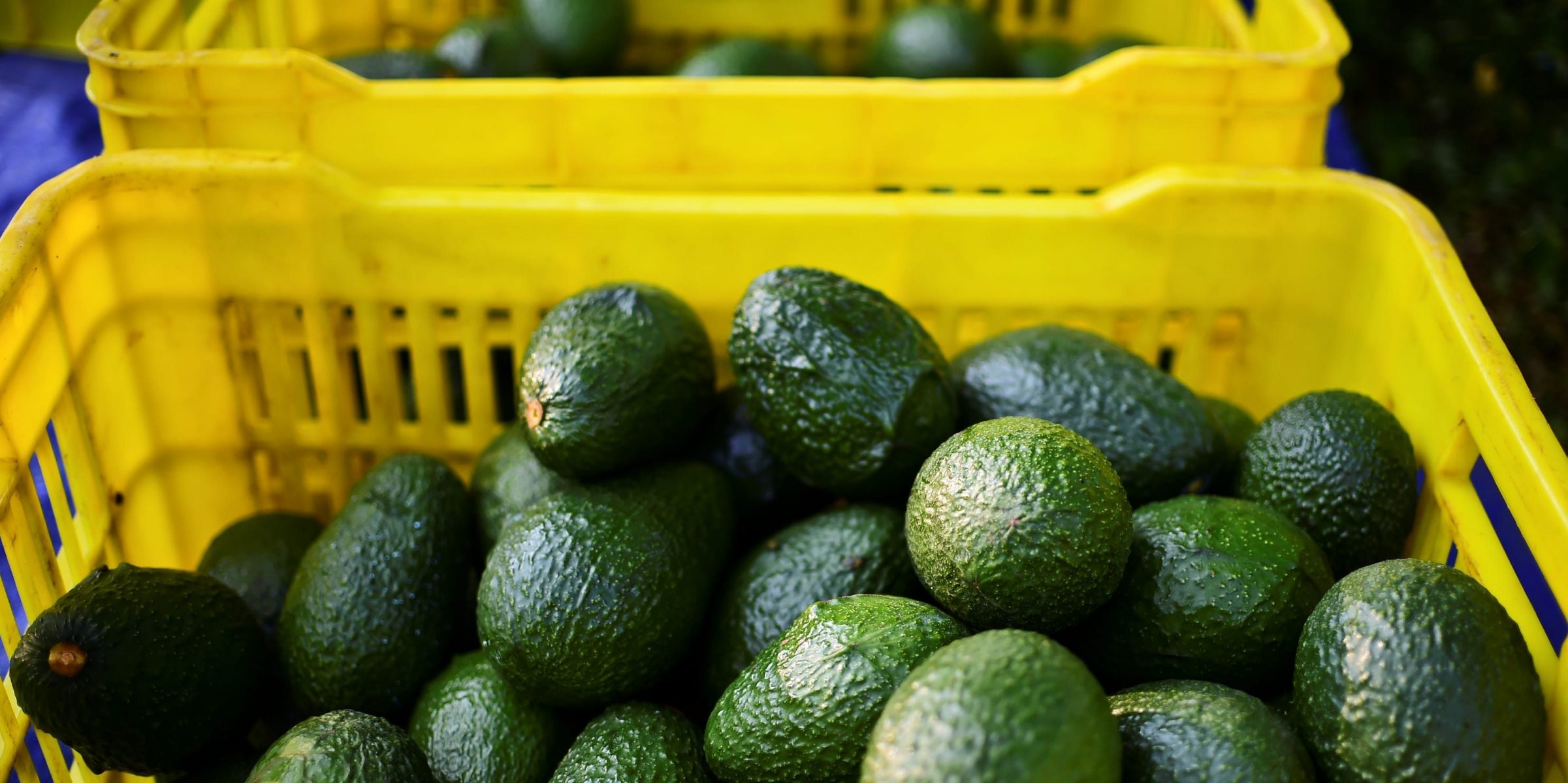 A bag of Avocados 