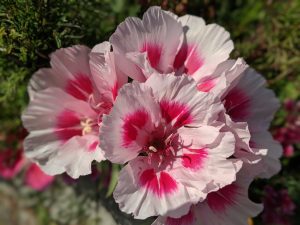 Close-up photo of a Clarkia (one of my favorite native wildflowers) from my garden.